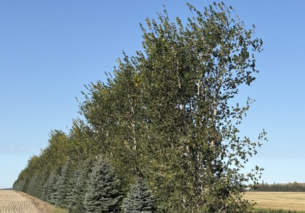 Shelterbelt Planting