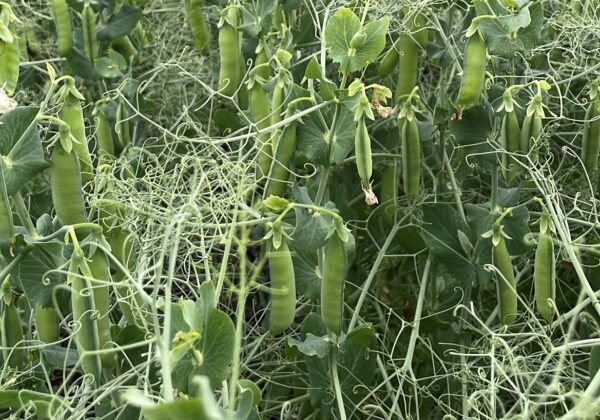 Prairie Watersheds Climate Program (PWCP): BMP Nitrogen Management