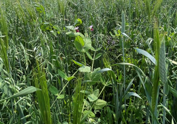 Prairie Watershed Climate Program (PWCP)- BMP Cover Cropping