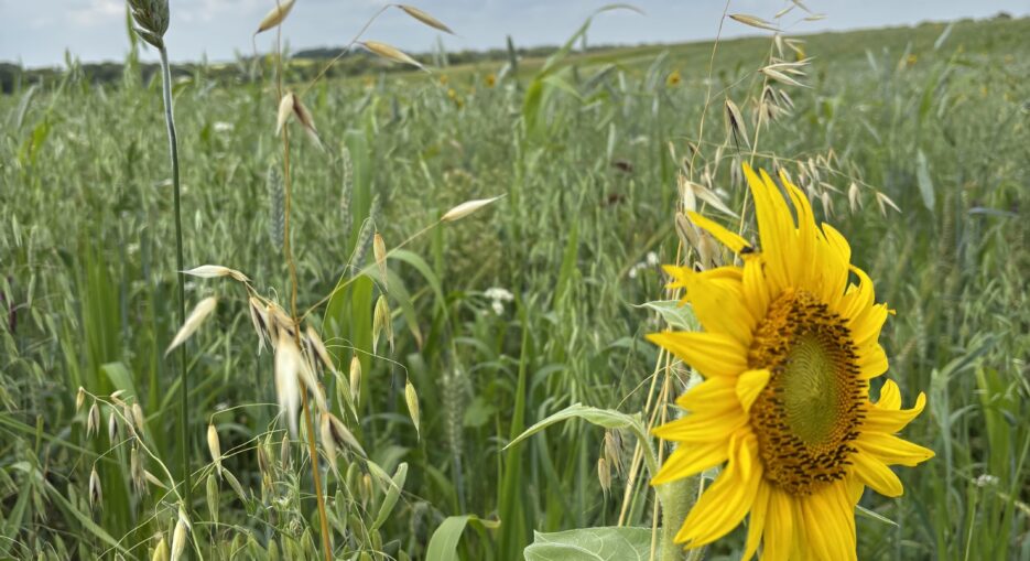 Whitemud Watershed Conservation District